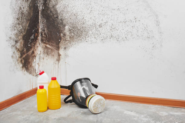 Best Commercial Mold Remediation in Jim Thorpe, PA