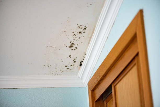 Best Localized Mold Remediation (e.g., coastal areas, humid climates) in Jim Thorpe, PA