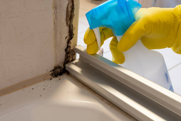 Reliable Jim Thorpe, PA Mold Remediation Solutions