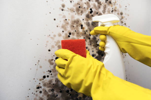 Best Post-Flood Mold Remediation in Jim Thorpe, PA