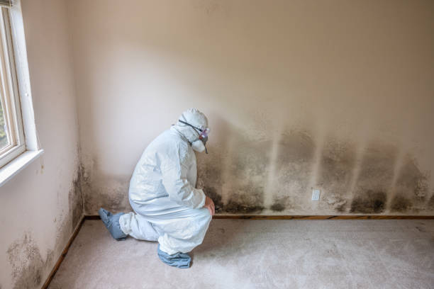 Best Industrial Mold Remediation in Jim Thorpe, PA