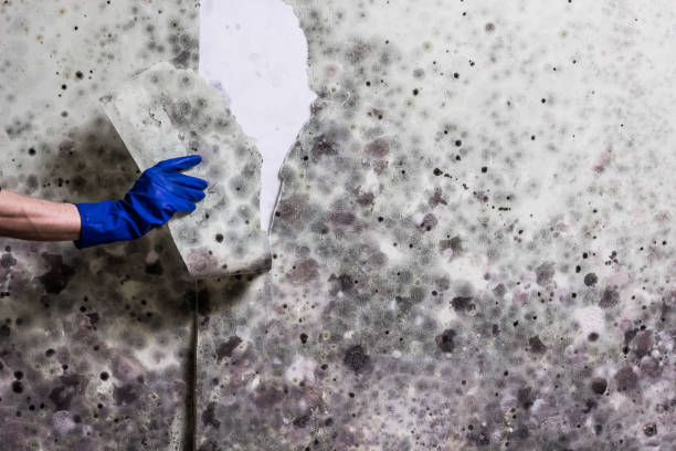 Best Residential Mold Remediation in Jim Thorpe, PA
