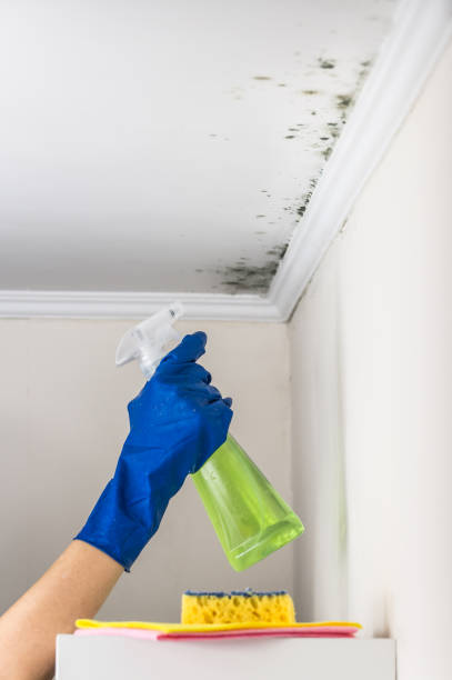 Best Attic Mold Remediation in Jim Thorpe, PA